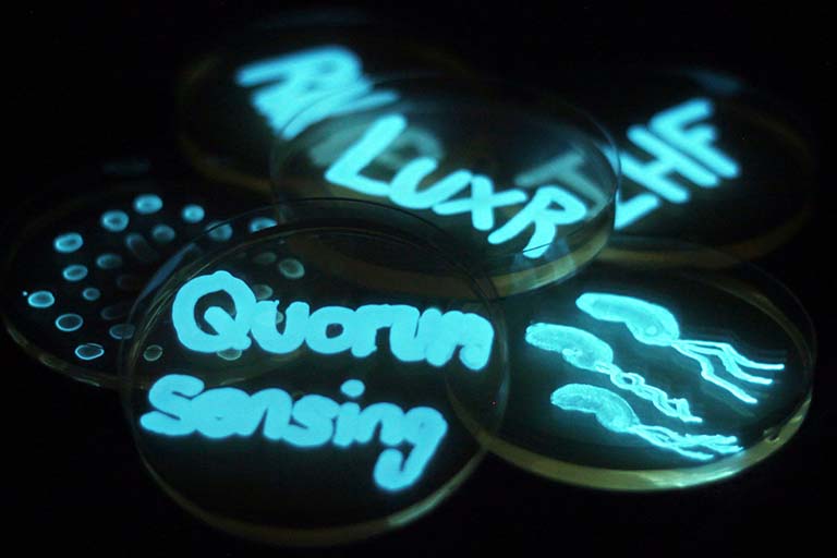 Culture plants in which the words "Quorum sensing" and "LuxR" have been painted with the bioluminescent Vibrio harveyi. When the bacteria have multiplied enough to form a "quorum," they respond by producing a bioluminescence  which makes the words glow in the dark.