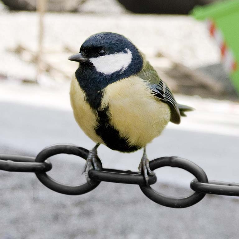 Great tit (Parus major) perched on a chain fence in the city.