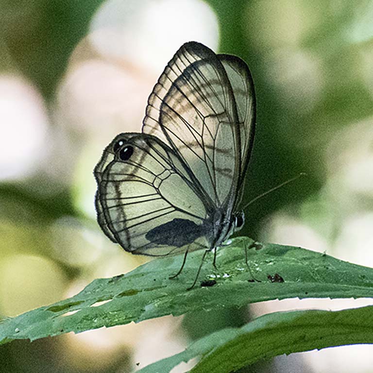 Glass-winged butterflies drink nectar but are also known to obtain additional nutrients from the droppings of insectivorous birds, like antbirds. Photo by Roger Hangarter, 2016, Costa Rica