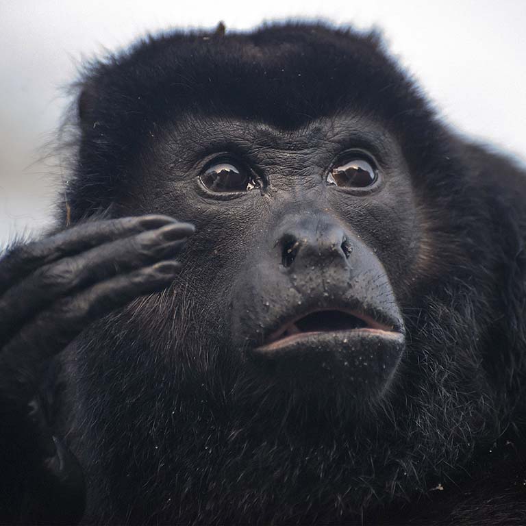 Surprised howler monkey. Costa Rica. Photo by Roger Hangarter