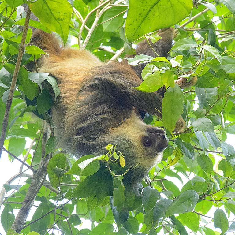 Two-toed sloth (Choloepus hoffmanni) eating leaves on the campus of La Selva Biological Research Station. Photo by Roger Hangarter, 2019