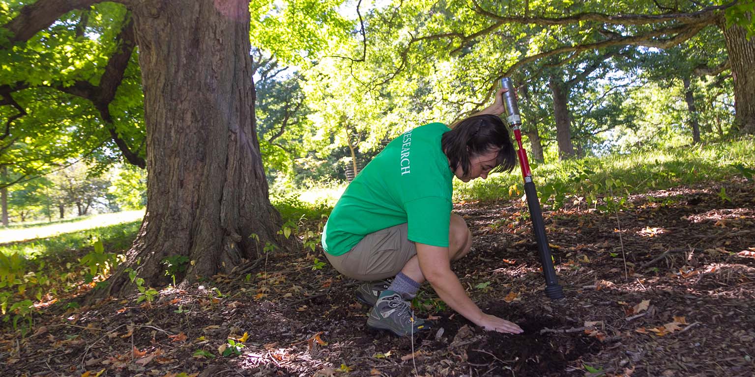Meghan Midgley collects soil from under a sugar maple tree at The Morton Arboretum.