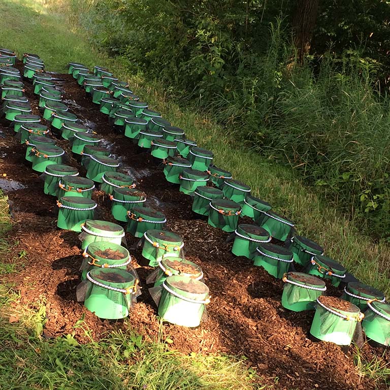 Meghan Midgley's mesocosm experiment designed to examine the impacts of invasive Amanthas spp. worms on different types of forest soils.