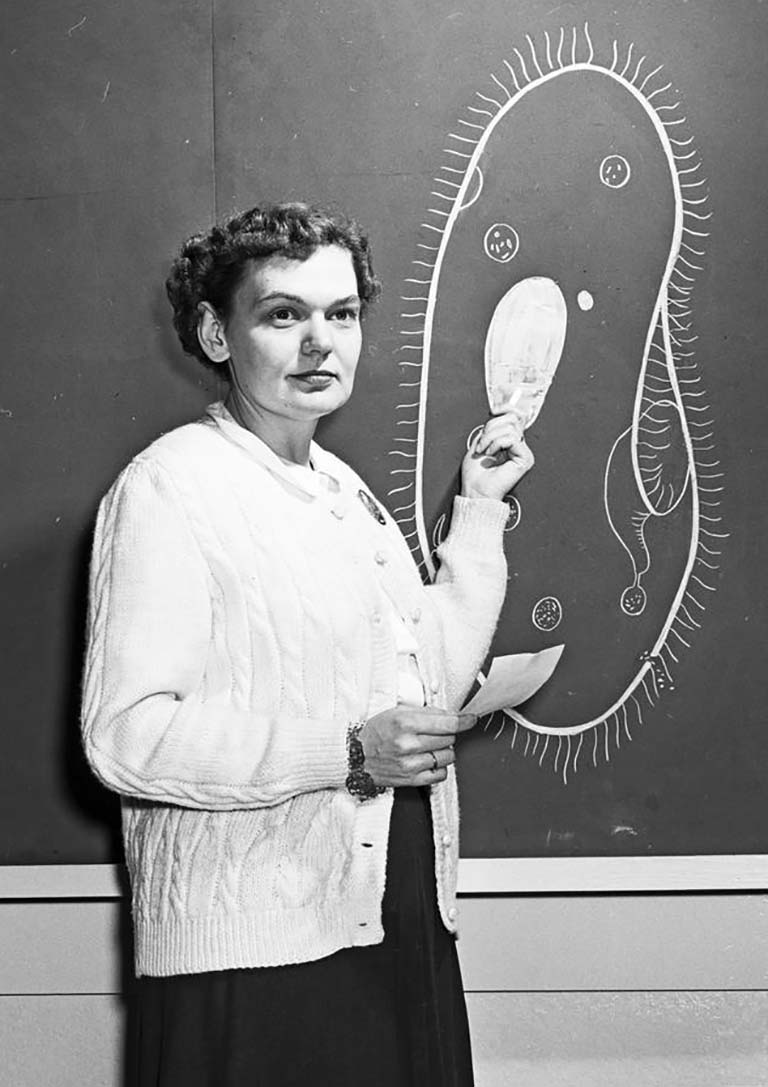 Ruth Dippell points to a drawing of a paramecium on the chalkboard, 1950.