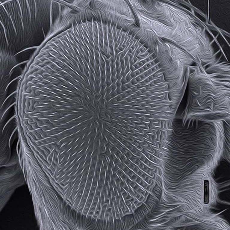 Scanning electron micrograph of the Drosophila compound eye--in other words, a close-up of a fruit fly eye.