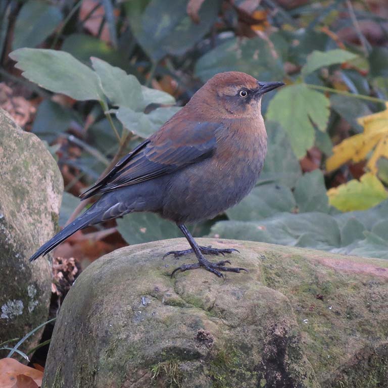 Rusty Blackbird stands on a rock among green leaves.