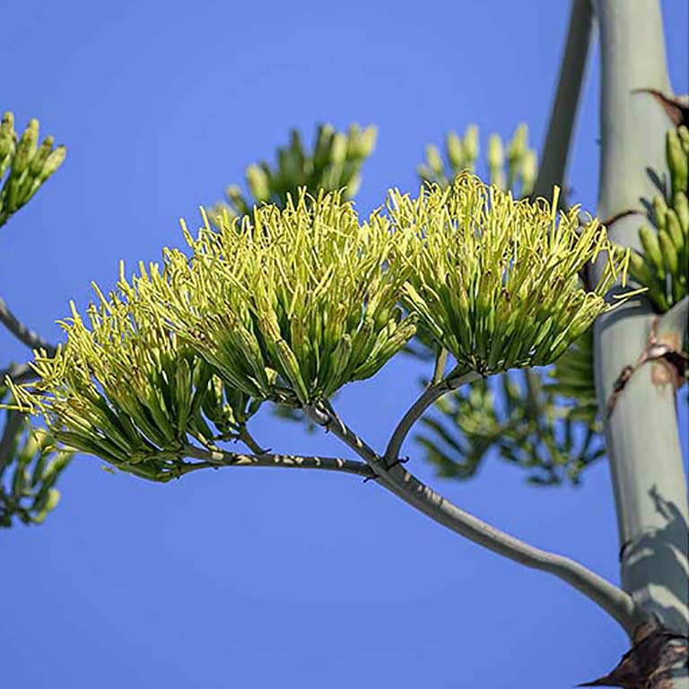 Close-up of Agave americana yellow blooms.
