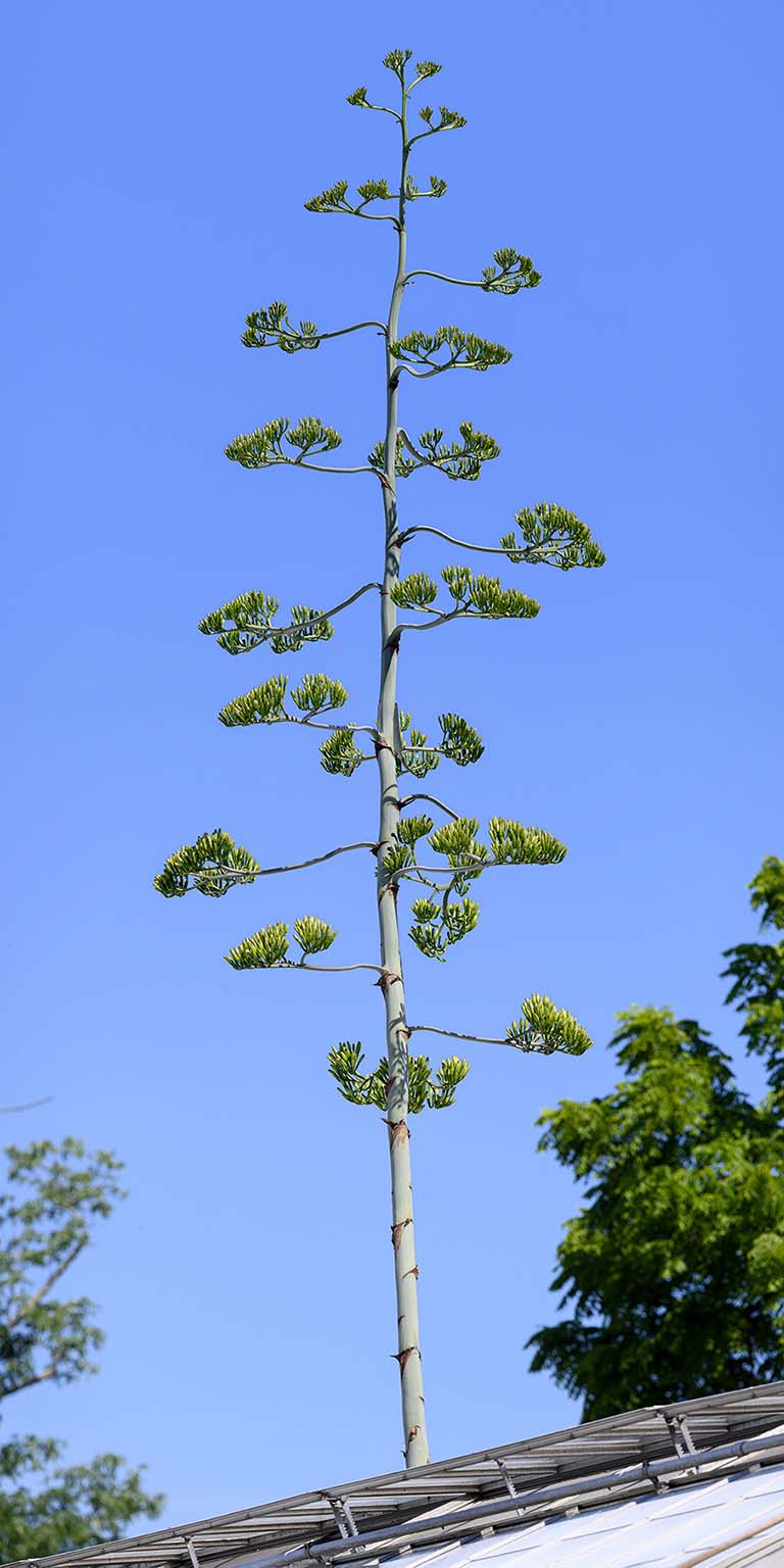 Flower stalk of the Agave americana with lateral branches; the yellowish flowers on the branches are beginning to open.