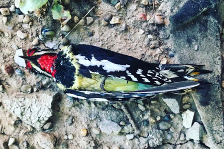 A dead Yellow-bellied Sapsucker lies on its back on the gravel after striking a building window on the IU Bloomington campus.