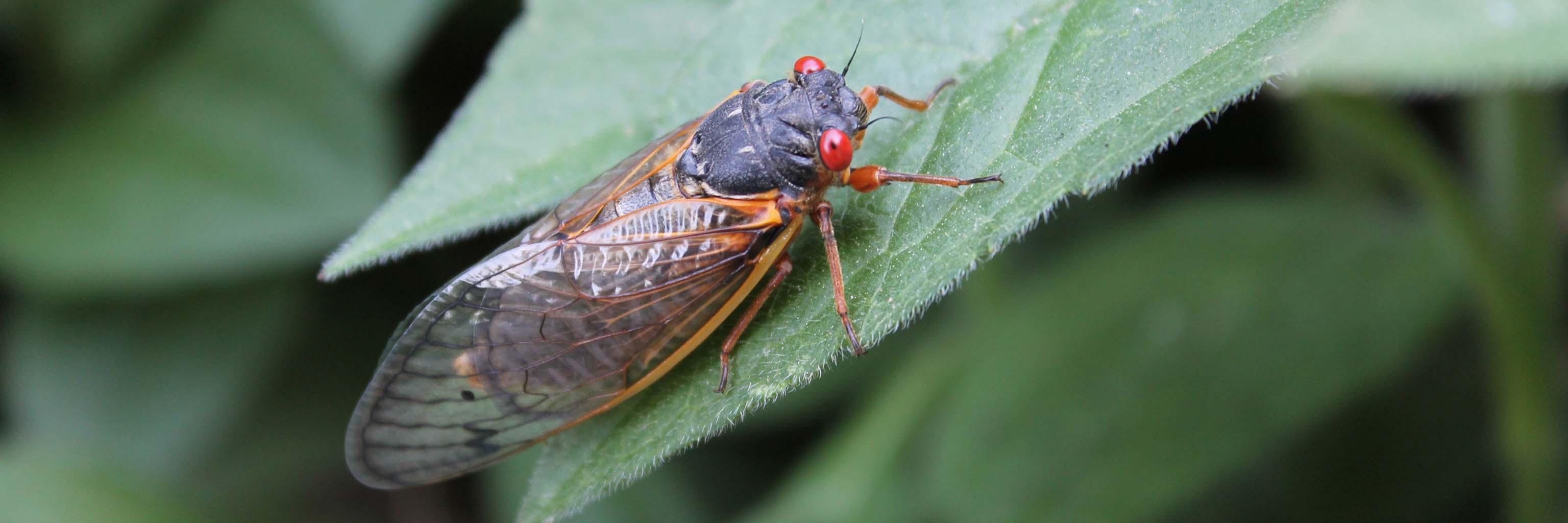 A red-eyed perennial cicada from the 2021 Brood X emergence rests on a leaf.