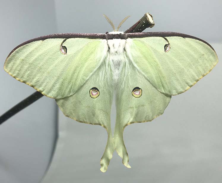 A luna moth spreads its wings while perched on twig.