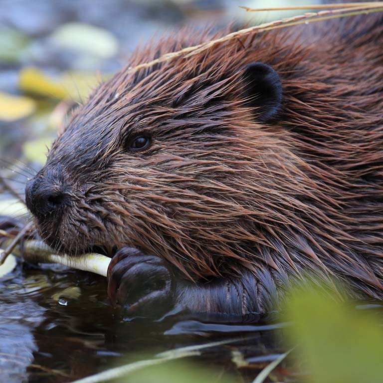 A beaver sitting in a pool of water holds a green twig in its front paws as it strips off and eats the bark.