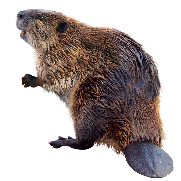 Side view of a beaver sitting up. The brown-furred mammal's wide flat tail is clearly visible.