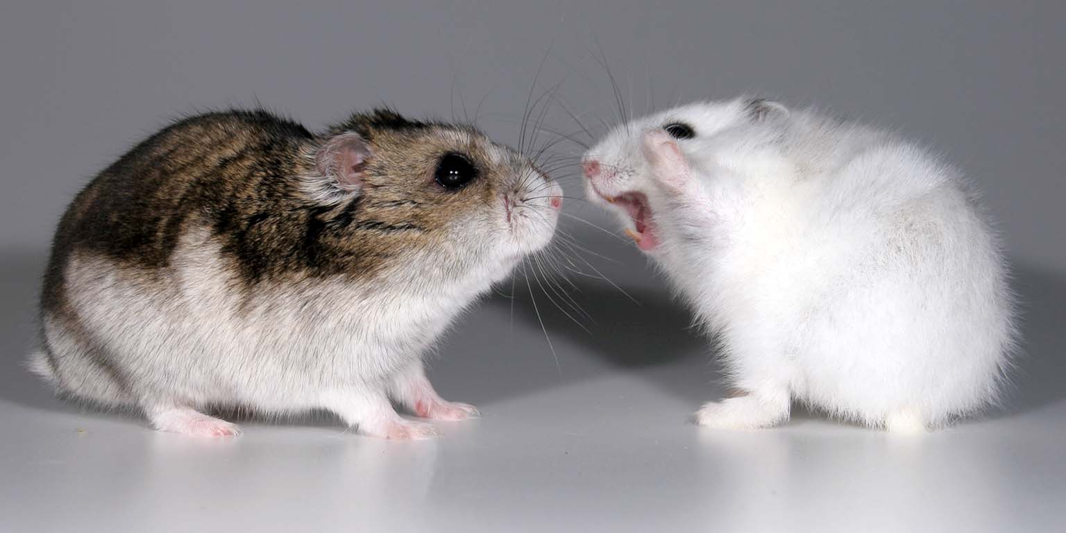 Two hamsters stand face-to-face. The short-day (non-breeding) female Siberian hamster on the right has her mouth open and is raising her front paw aggressively toward the the long-day (breeding) hamster on the left.