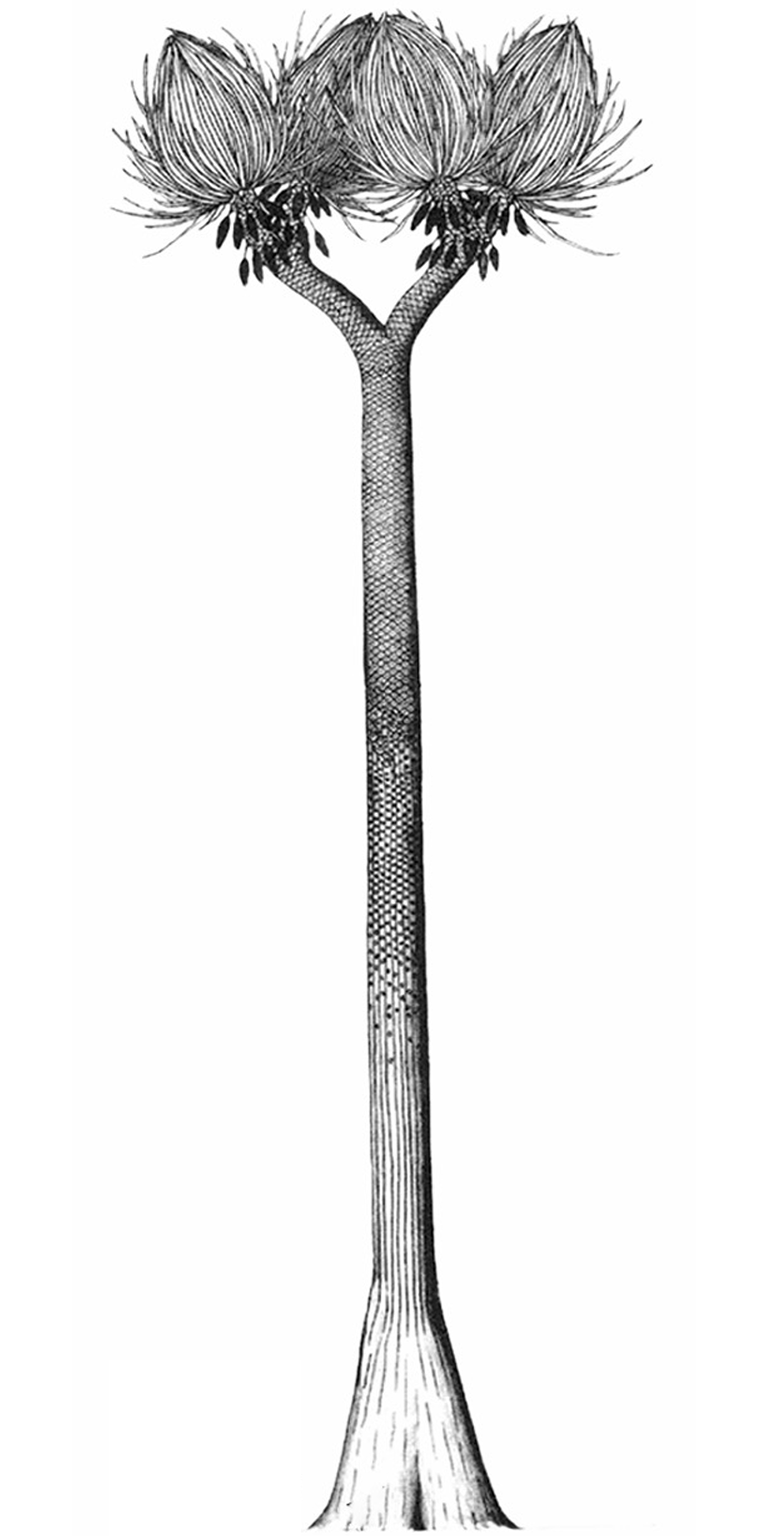 Artist's rendering of treelike Sigillaria. Tall, slender trunk forked at the top with the long, slender leaves and seed cones at the top.  Similar in appearance to a present-day palm tree.