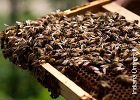 Researchers view alarming honey bee losses as a likely product of multiple pathogens overlapped with chronic stressors.