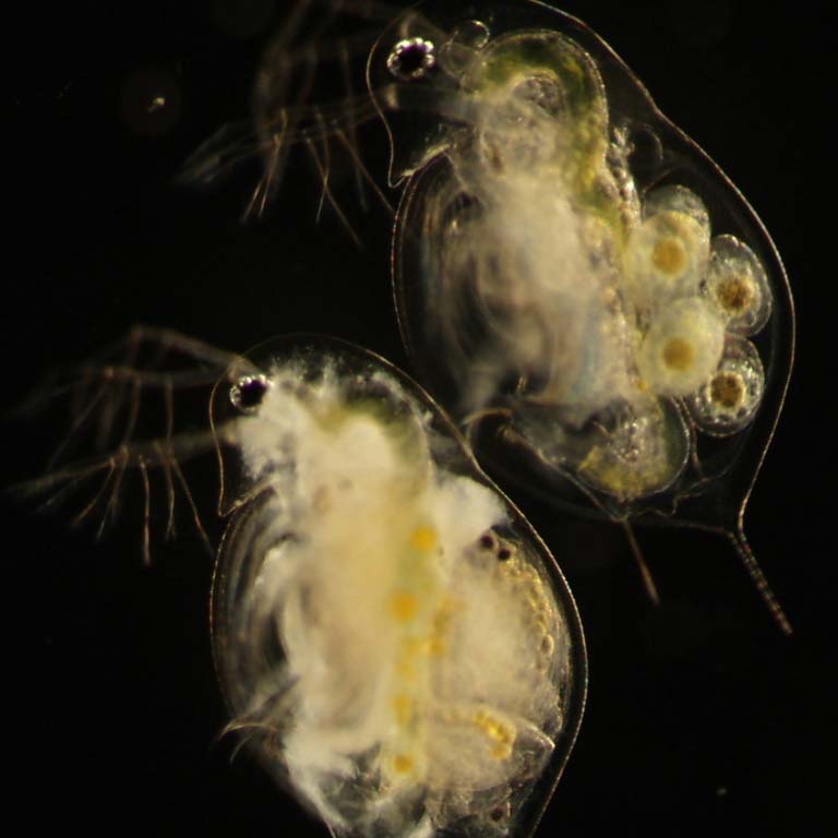 An uninfected Daphnia or water flea (top right) and an infected water flea (lower left).