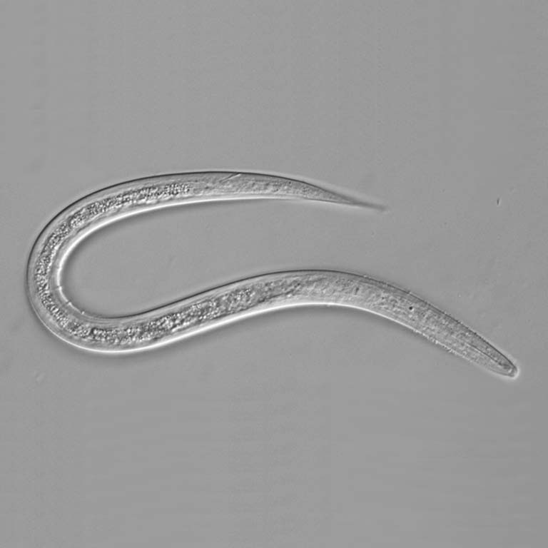 Diplogastrellus nematode.