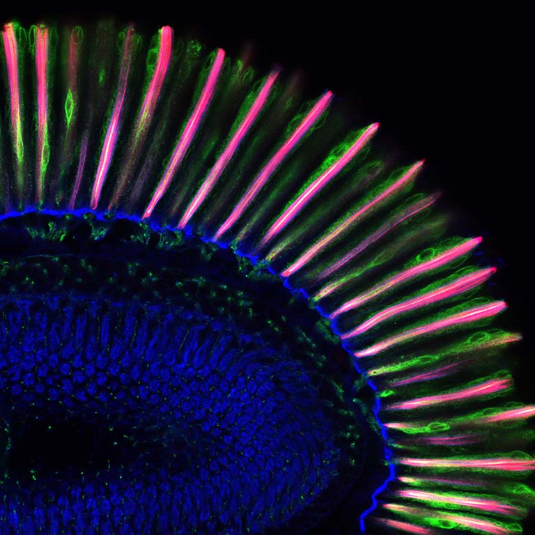 Cross section of an adult Drosophila retina. The photoreceptors are in green and the rahbdomeres are in magenta.