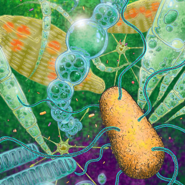 One of McKinlay's illustrations describing flagella unfurling as E. coli enter the oxygen-rich zone of a microbial mat, inhabited by algae and cyanobacteria, as purple bacteria harvest the dim light in the anoxic zone below.