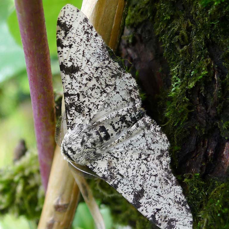 Peppered Moth (Biston betularia), gailhampshire from Cradley, Malvern, U.K. Wikimedia Commons. CC BY.