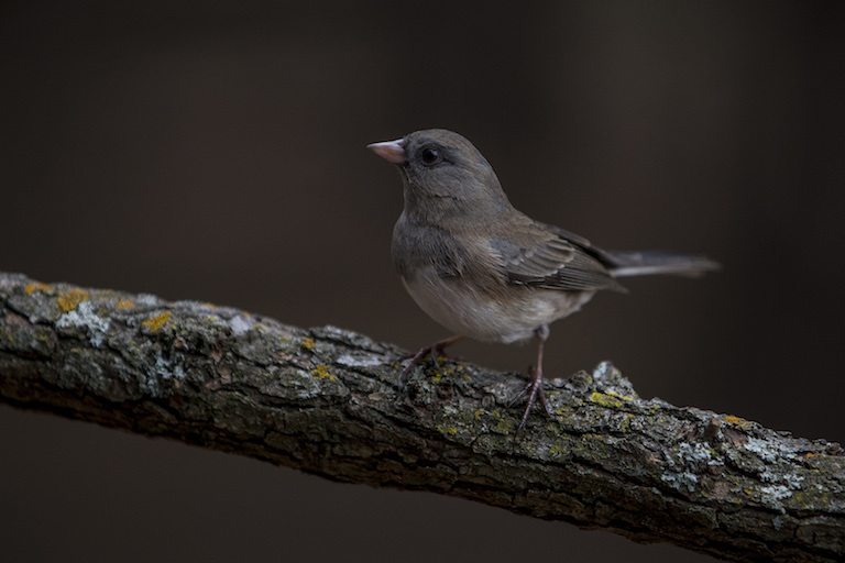 A female dark-eyed junco (Junco hyemalis) perched on a tree branch. Photo credit: Clay Billman​