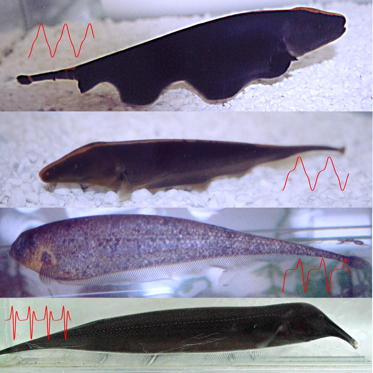 From G. Troy Smith Lab (IU Biology): Four species of ghost knifefish (Apteronotidae, from top-to-bottom: Apteronotus albifrons, Apteronotus leptorhynchus, Adontosternarchus devenanzii, Sternarchorhynchus roseni).  The waveform (head-tail voltage vs. time) is displayed by the red trace on each image.