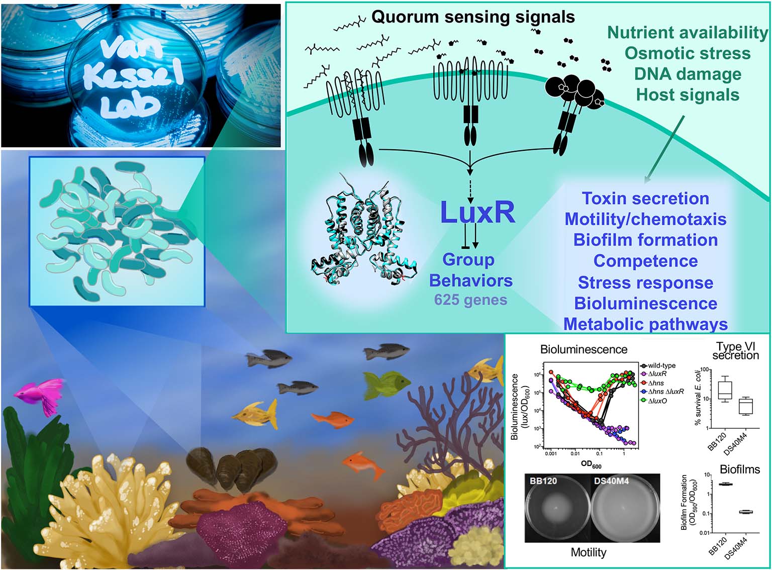 Collage of images representing Julia van Kessel's research: quorum sensing signals diagram, media plates with fluorescent microbes, bioluminescence graphs, drawing of fish swimming in ocean.
