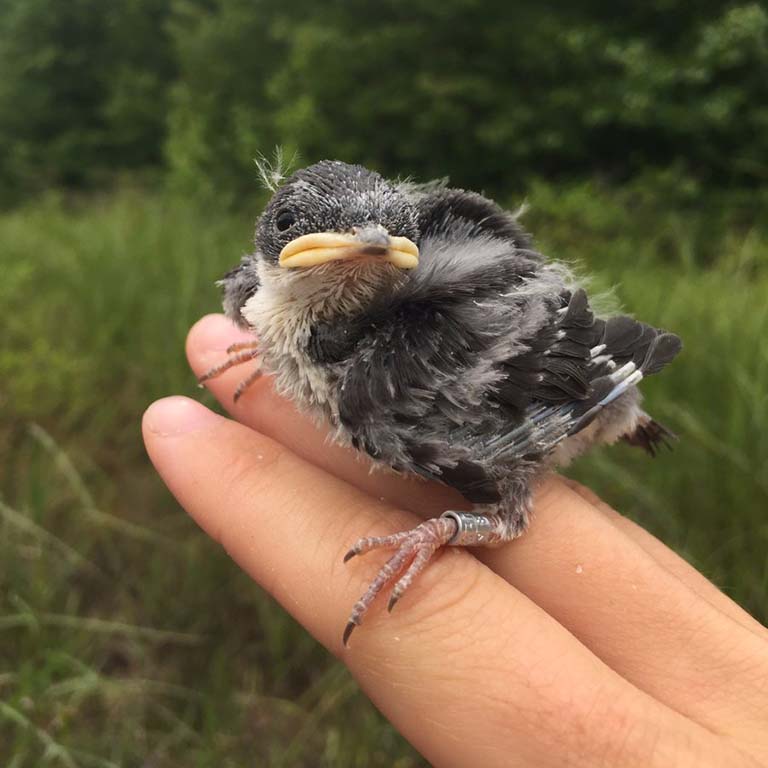 Tree swallow chick