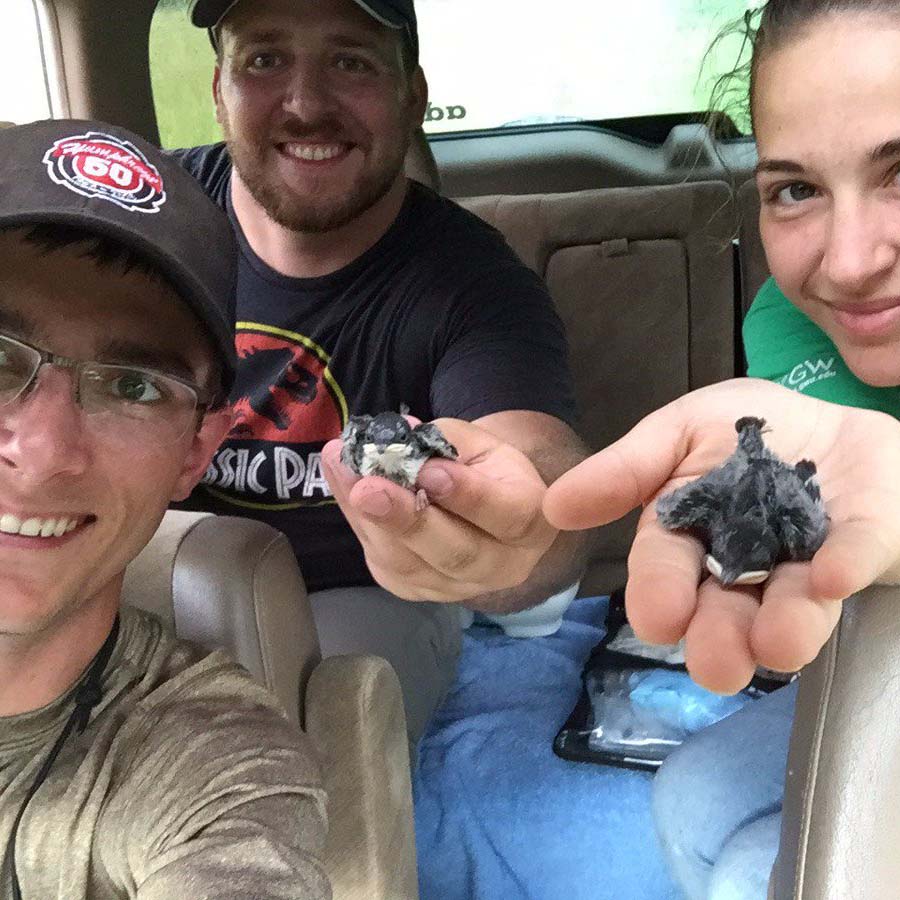Rosvall lab members processing D12 tree swallow chicks in car during rain