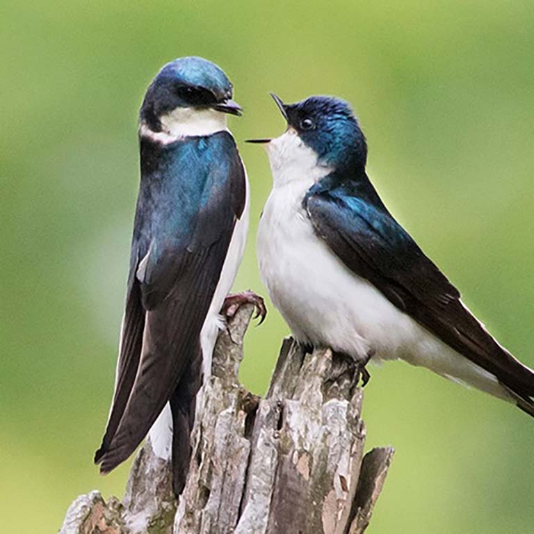 Two male Tree Swallows interact on top of a woody snag at Stillwater Marsh.  Photo by Roger Hangarter.